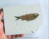 KNIGHTIA EOCAENA (17)