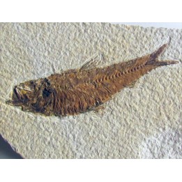 KNIGHTIA EOCAENA (18)