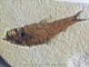 KNIGHTIA EOCAENA (18)