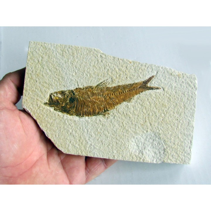 KNIGHTIA EOCAENA (18)
