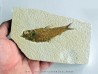 KNIGHTIA EOCAENA (18)