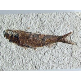 KNIGHTIA EOCAENA (19)