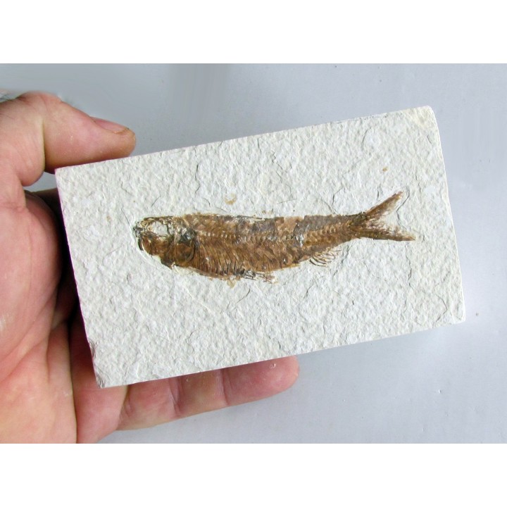 KNIGHTIA EOCAENA (19)