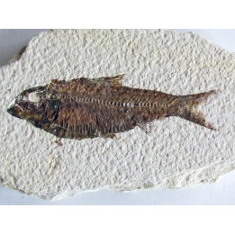 KNIGHTIA EOCAENA (20)