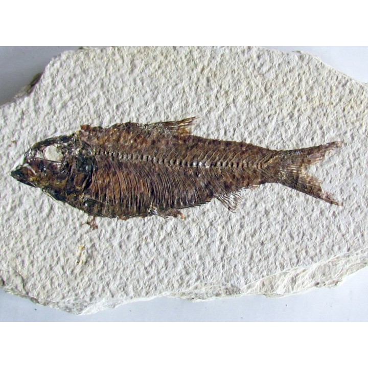 KNIGHTIA EOCAENA (20)