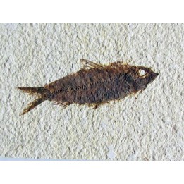 KNIGHTIA EOCAENA (21)