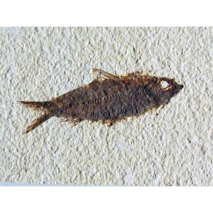 KNIGHTIA EOCAENA (21)