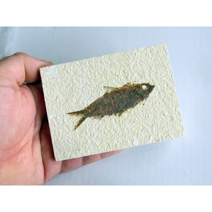 KNIGHTIA EOCAENA (21)