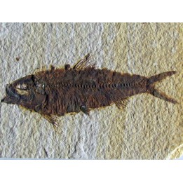 KNIGHTIA EOCAENA (22)