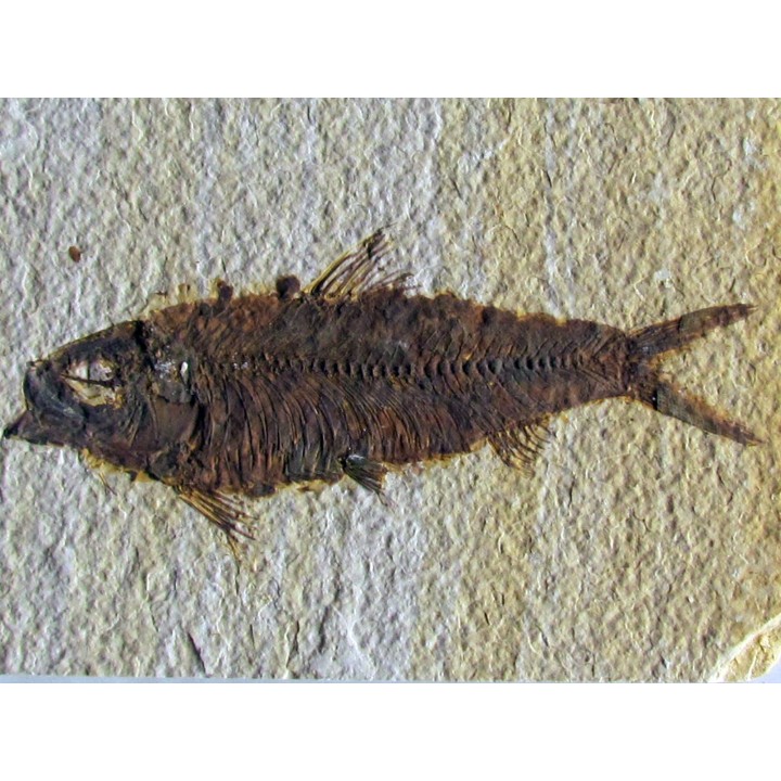 KNIGHTIA EOCAENA (22)