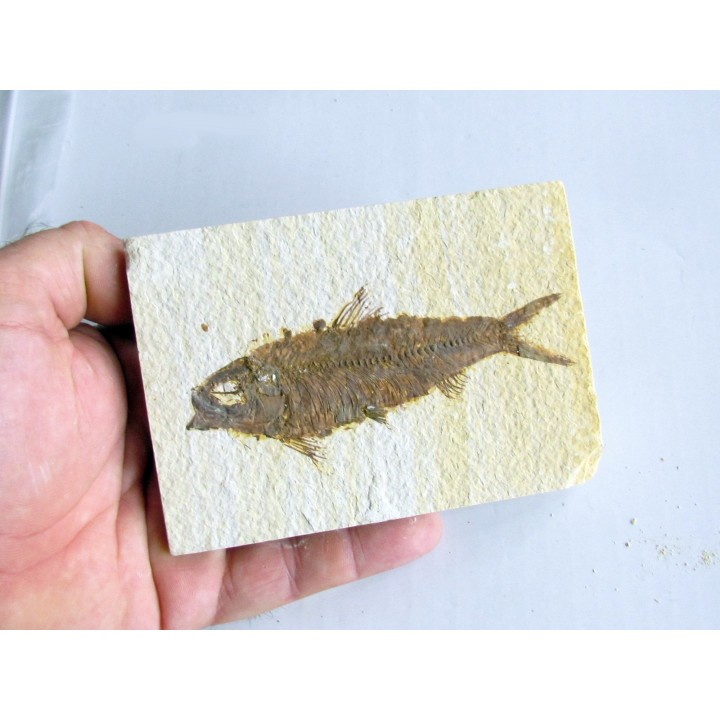 KNIGHTIA EOCAENA (22)