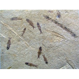 KNIGHTIA EOCAENA (23)