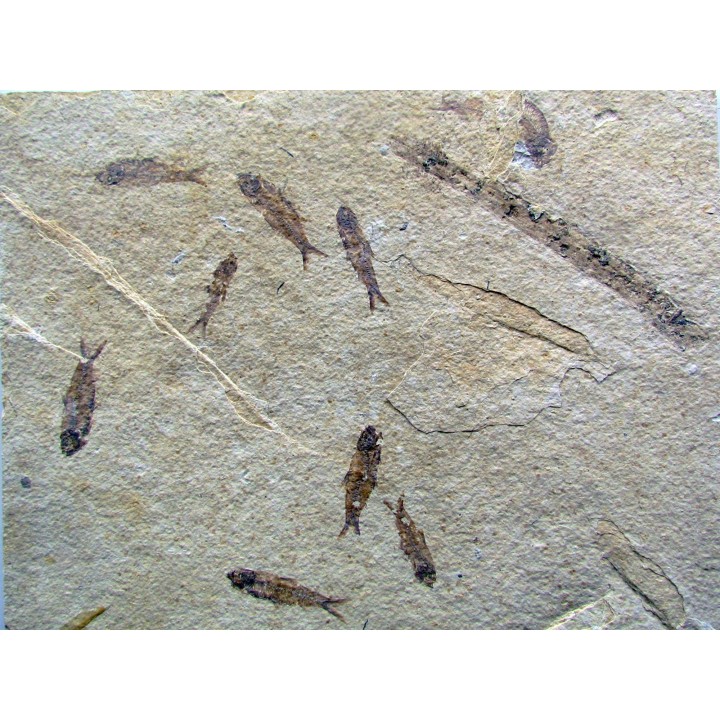 KNIGHTIA EOCAENA (23)