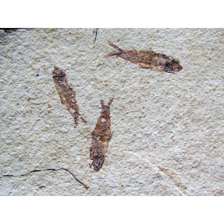 KNIGHTIA EOCAENA (23)