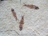 KNIGHTIA EOCAENA (23)