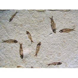 KNIGHTIA EOCAENA (24)
