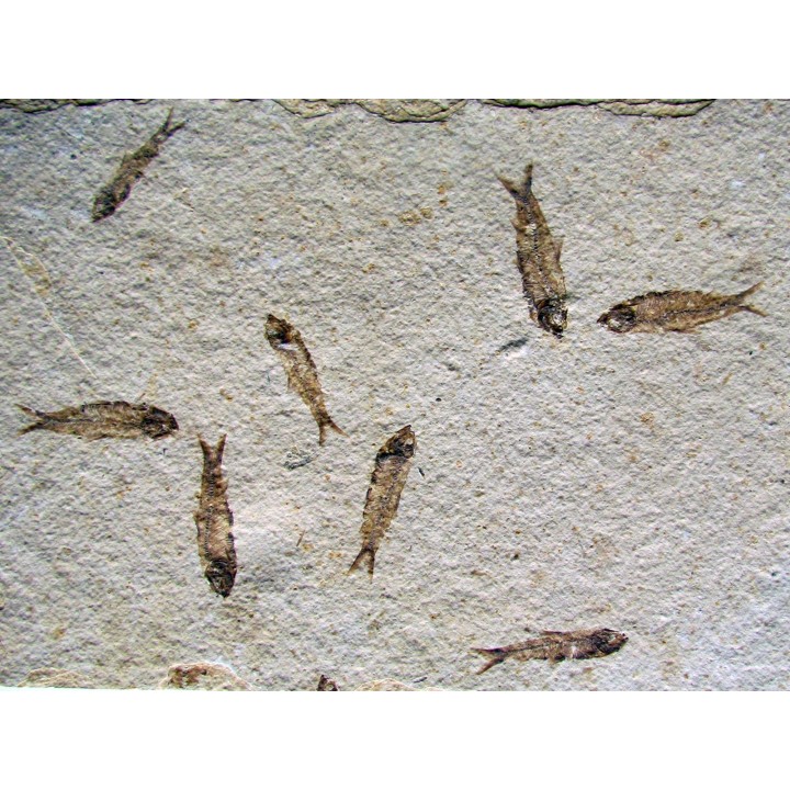 KNIGHTIA EOCAENA (24)