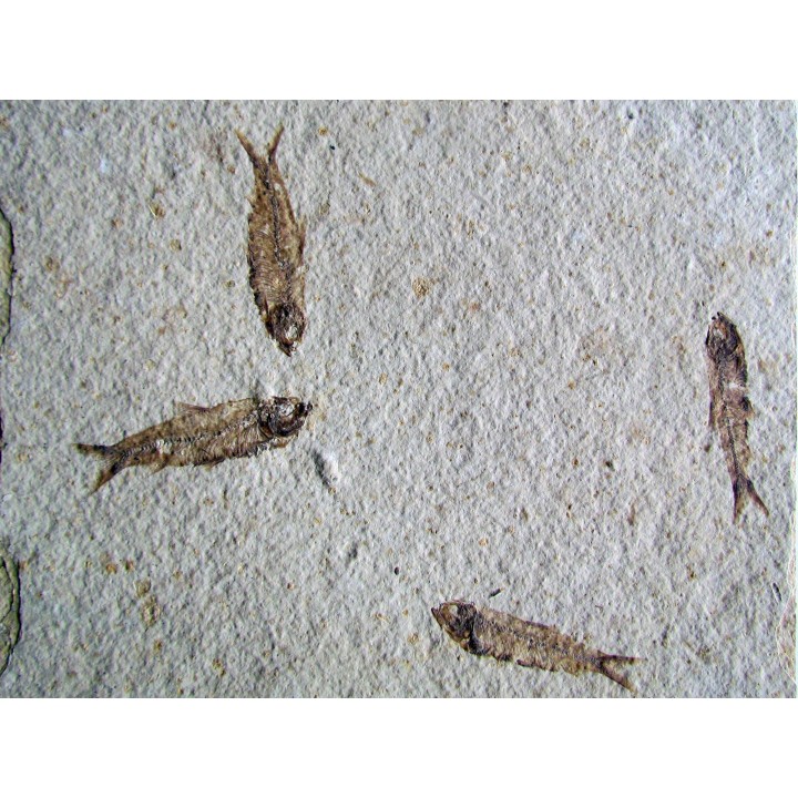 KNIGHTIA EOCAENA (24)
