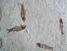 KNIGHTIA EOCAENA (24)
