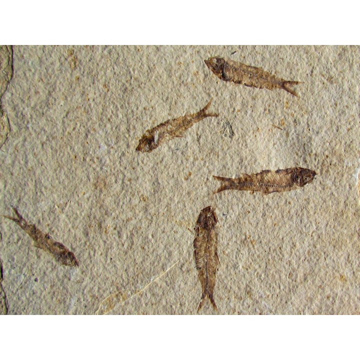 KNIGHTIA EOCAENA (24)