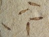 KNIGHTIA EOCAENA (24)