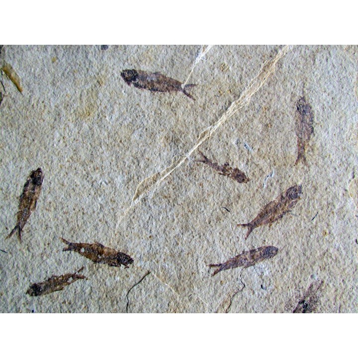 KNIGHTIA EOCAENA (23)