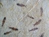 KNIGHTIA EOCAENA (23)