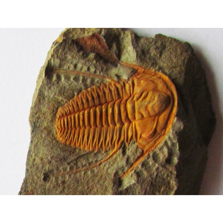 hamatolenus vincenti