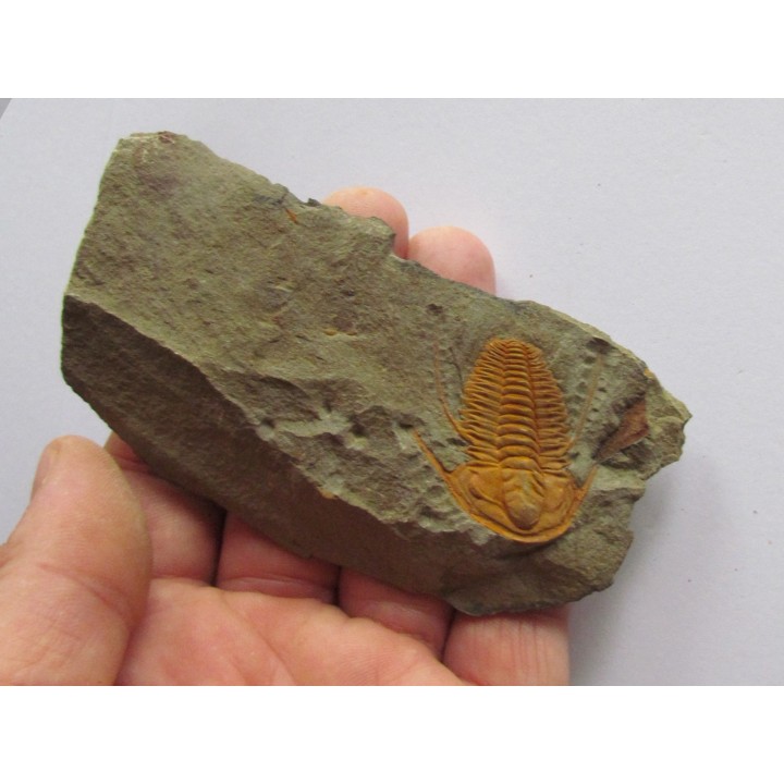 hamatolenus vincenti
