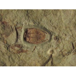 parabathycheilus cf. gallicus (1)