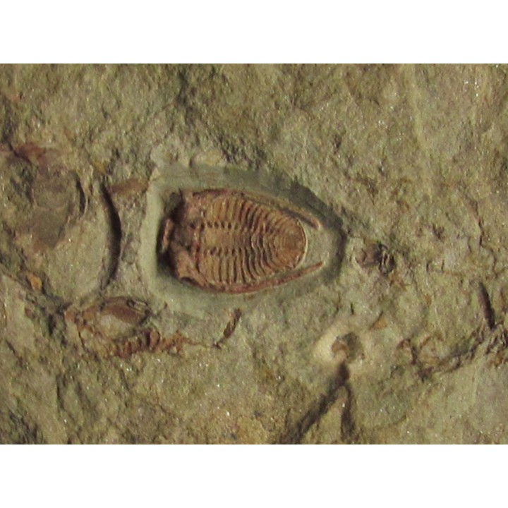parabathycheilus cf. gallicus (1)