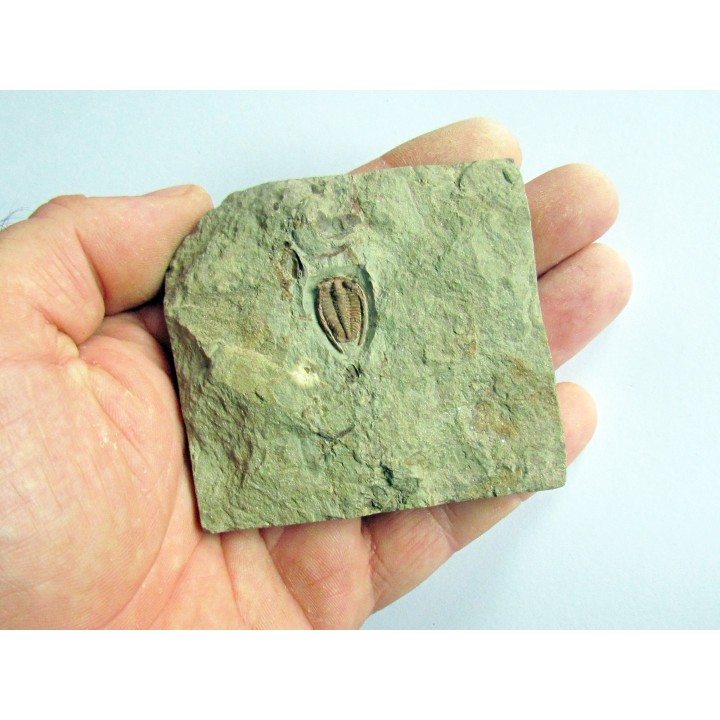 parabathycheilus cf. gallicus (1)