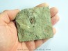 parabathycheilus cf. gallicus (1)