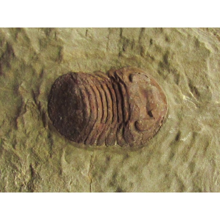nileus nov. sp. 