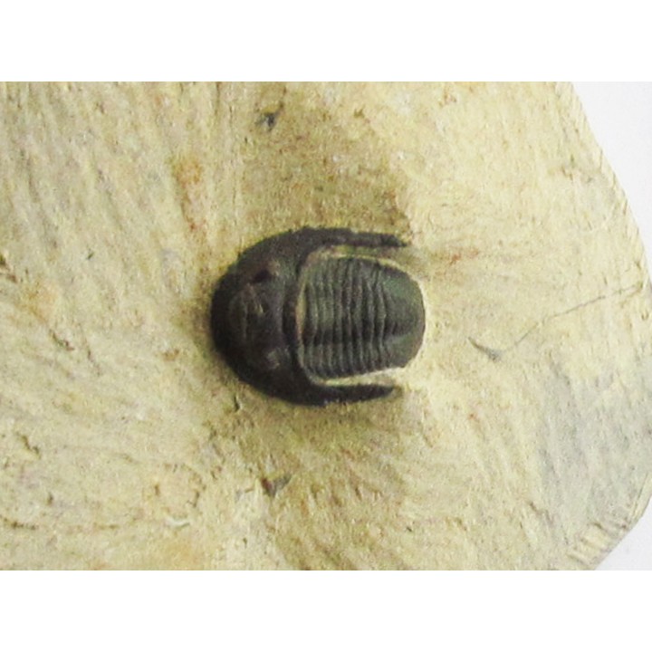 proetina ihmadii