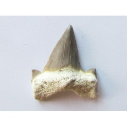 OTODUS OBLIQUUS (4)
