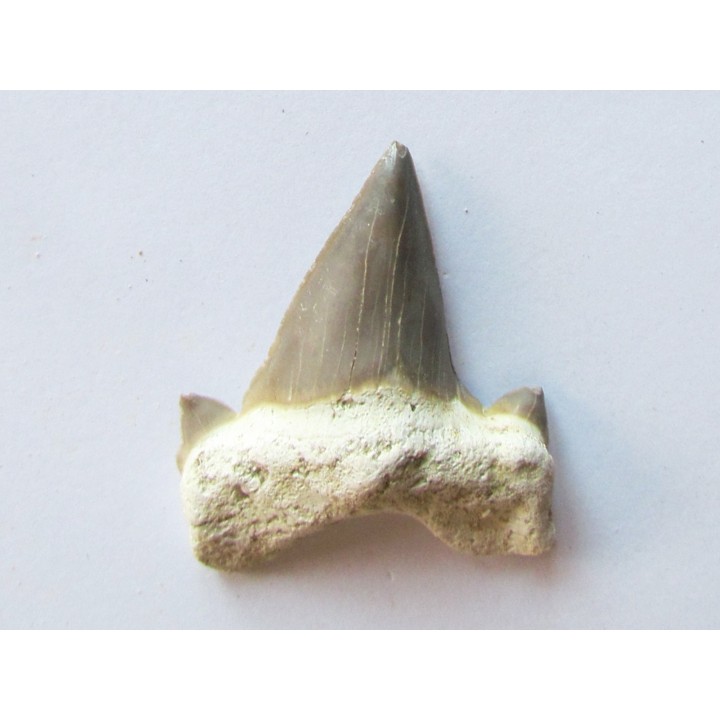 OTODUS OBLIQUUS (4)