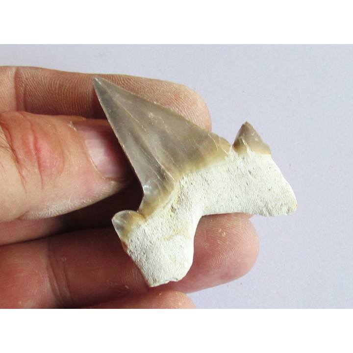 OTODUS OBLIQUUS (4)
