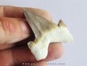 OTODUS OBLIQUUS (4)