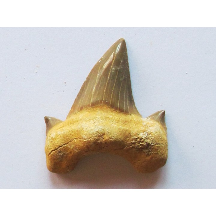 OTODUS OBLIQUUS (6)