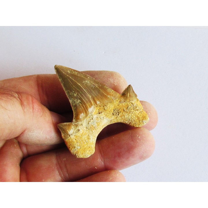 OTODUS OBLIQUUS (6)