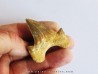 OTODUS OBLIQUUS (6)
