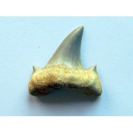 OTODUS OBLIQUUS (7)