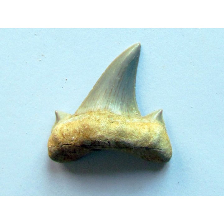 OTODUS OBLIQUUS (7)