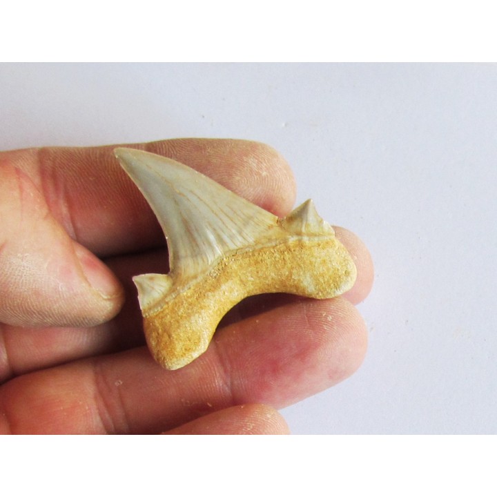 OTODUS OBLIQUUS (7)