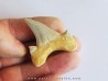 OTODUS OBLIQUUS (7)