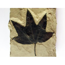 acer lesquereuxi