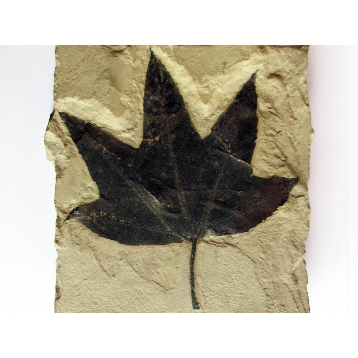 acer lesquereuxi