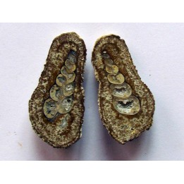 Oncoides with turritelle (2)