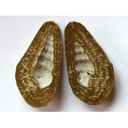 Oncoides with turritelle (3)